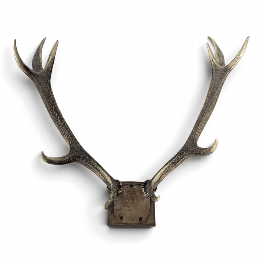 Trophée de cerf dix cors sur écusson en chêne