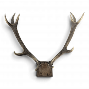 Trophée de cerf dix cors sur écusson en chêne