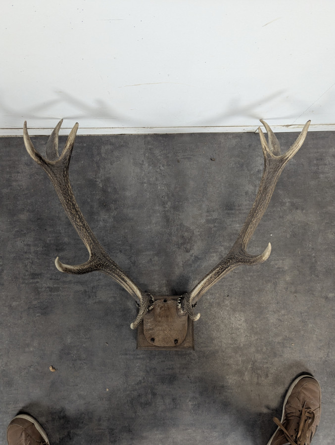 Trophée de cerf dix cors sur écusson en chêne