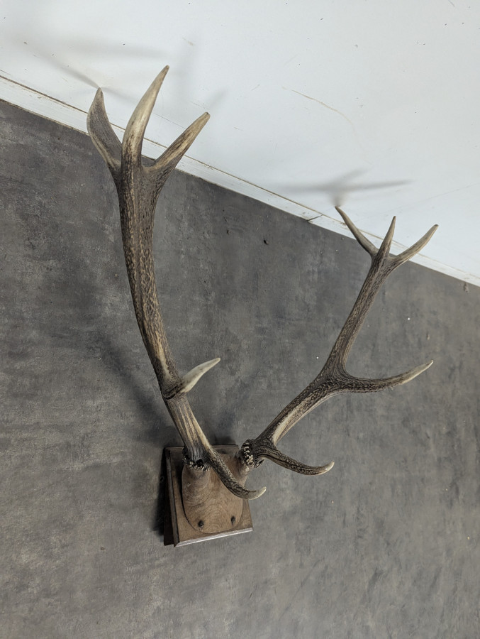 Trophée de cerf dix cors sur écusson en chêne