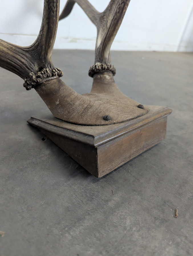 Trophée de cerf dix cors sur écusson en chêne