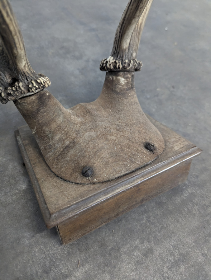 Trophée de cerf dix cors sur écusson en chêne