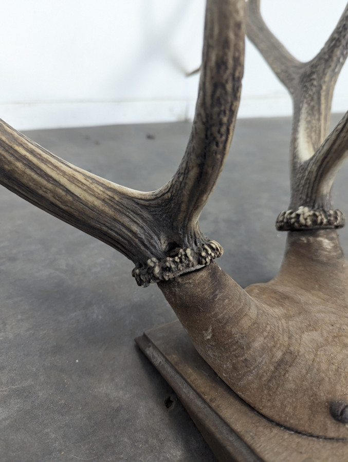 Trophée de cerf dix cors sur écusson en chêne
