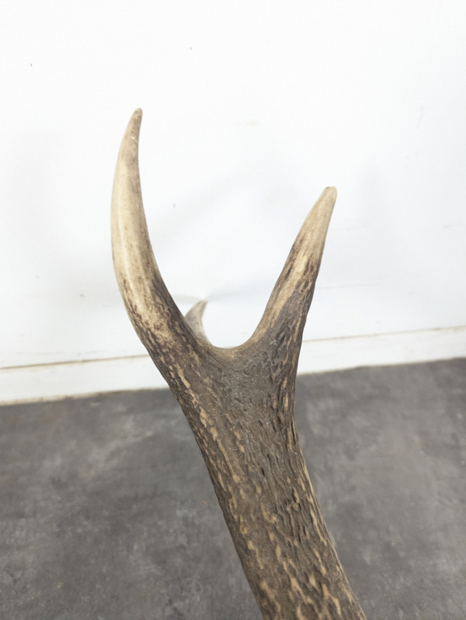 Trophée de cerf dix cors sur écusson en chêne
