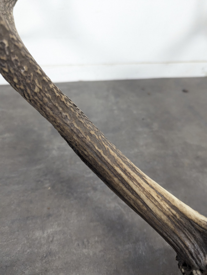 Trophée de cerf dix cors sur écusson en chêne