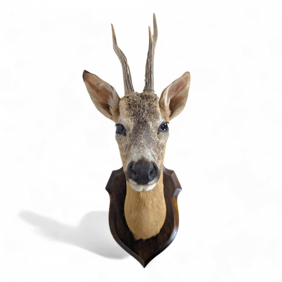 Trophée de chasse de chevreuil naturalisée