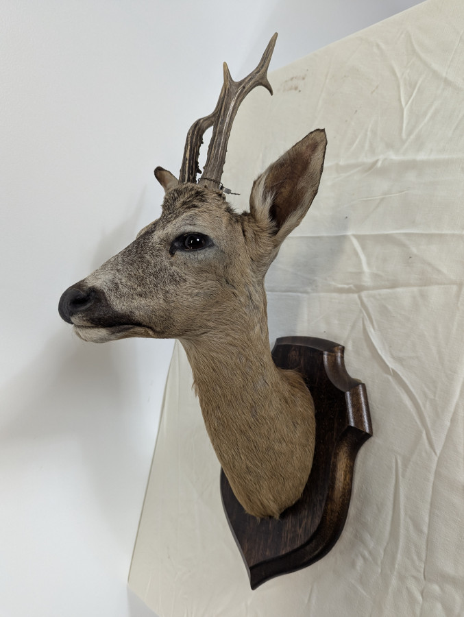Trophée de chasse de chevreuil naturalisée