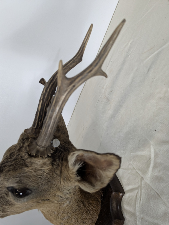 Trophée de chasse de chevreuil naturalisée