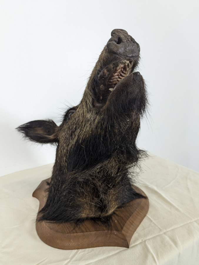 Trophée de chasse de sanglier naturalisée