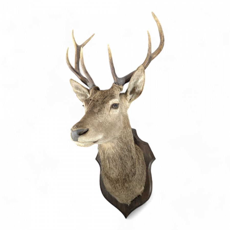 Trophée de chasse de cerf 8 cors naturalisé