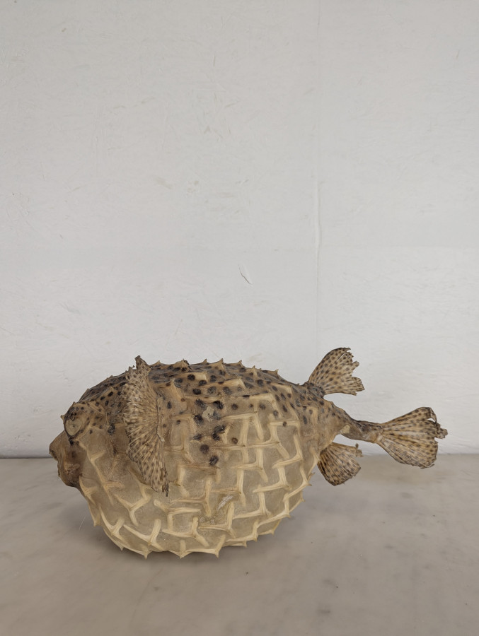 Diodon ou poisson globe naturalisé