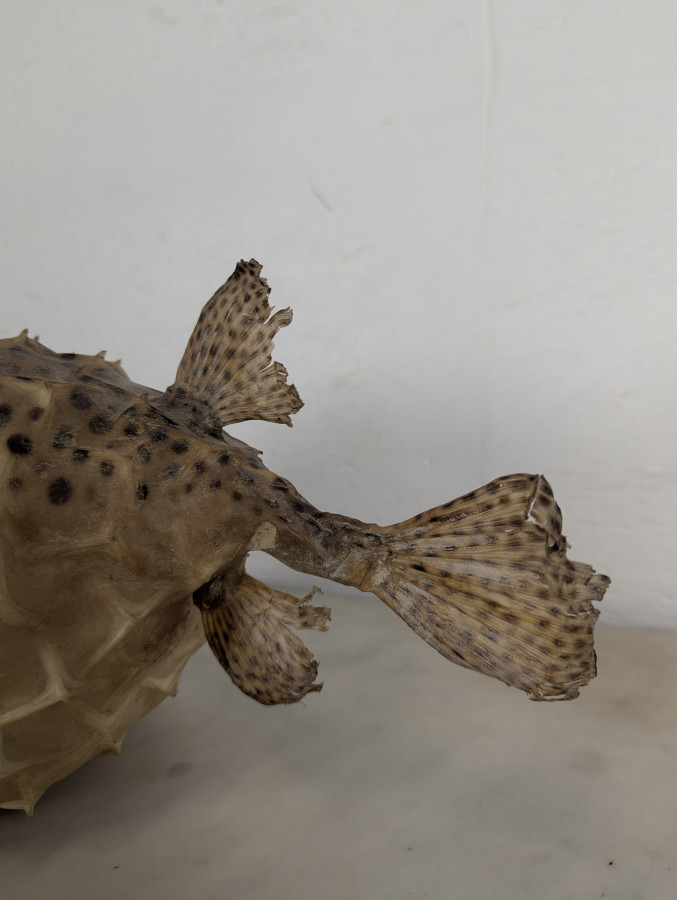 Diodon ou poisson globe naturalisé