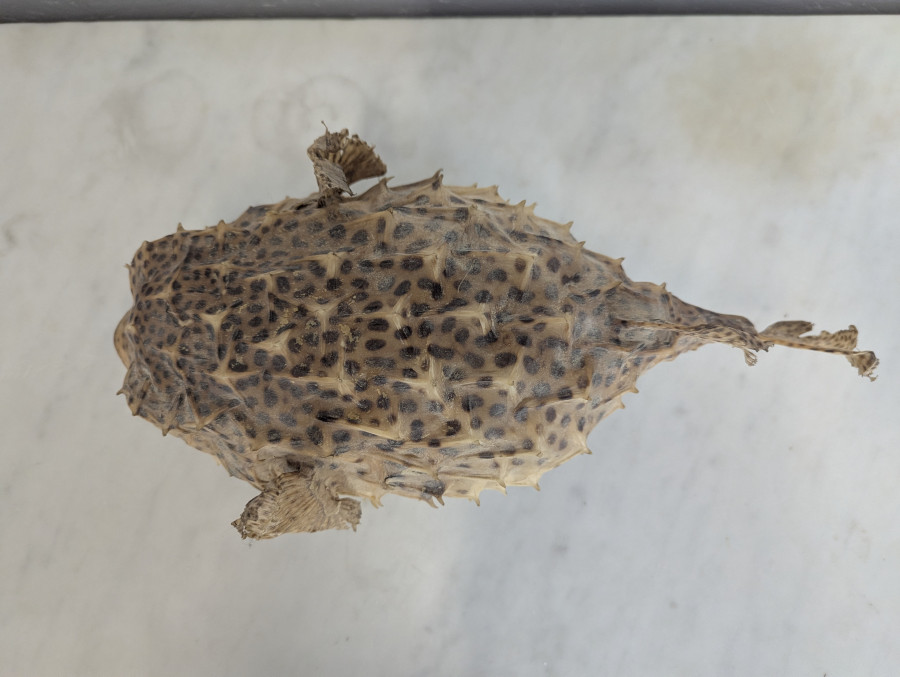 Diodon ou poisson globe naturalisé