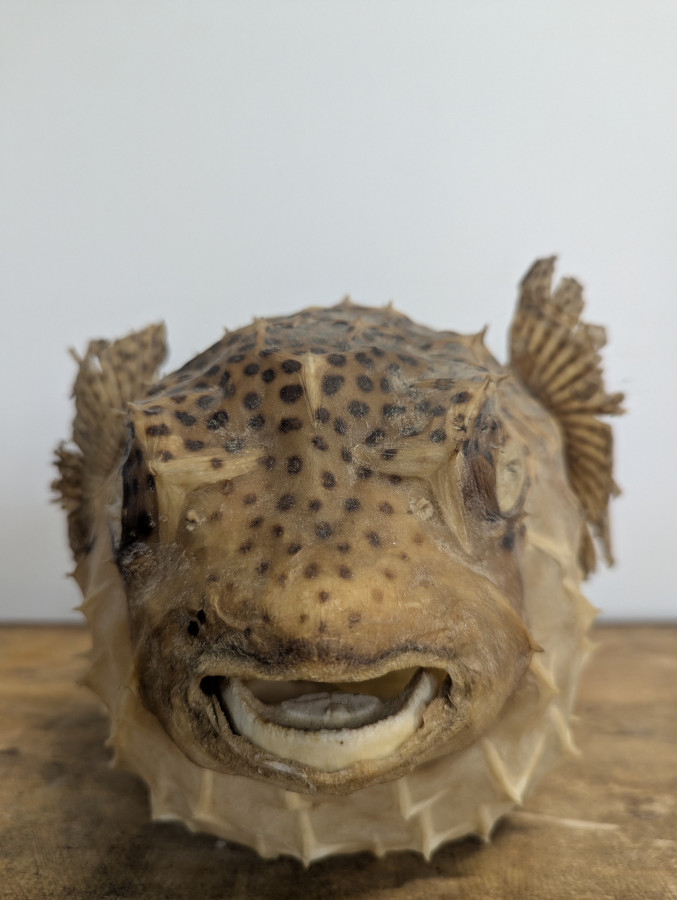 Diodon ou poisson globe naturalisé